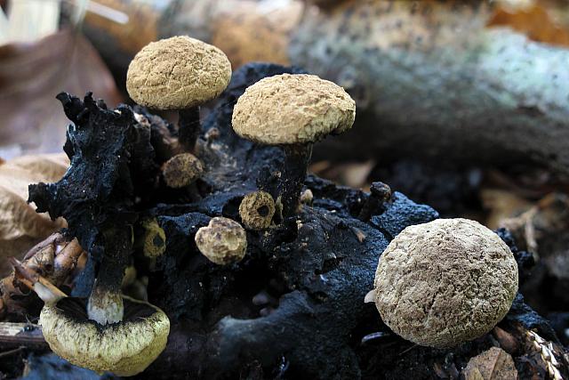 Asterophora lycoperdoides - Brunpudret snyltehat