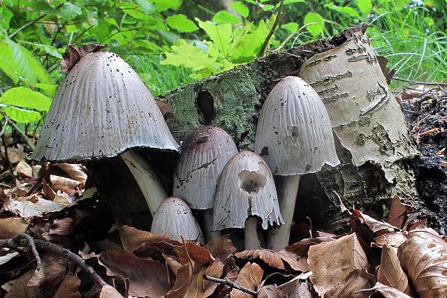 Coprinopsis atramentaria - Almindelig. Blækhat