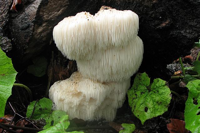 Hericium erinaceum - Pindsvinepigsvamp