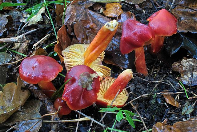 Hygrocybe punicea - Skarlagen-vokshat