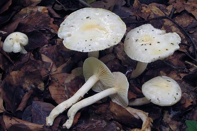 Hygrophorus eburneus