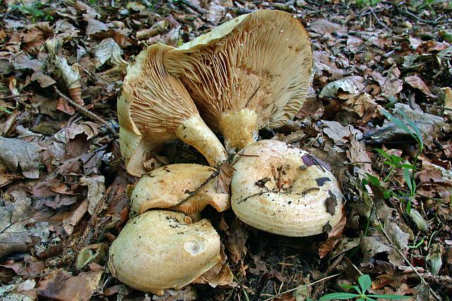 lactarius acerrimus - Brændende Mælkehat