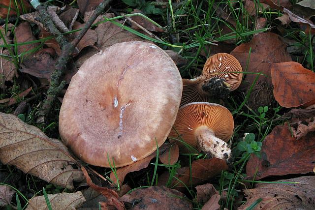 Lactarius pyrogalus - Hassel-mælkehat