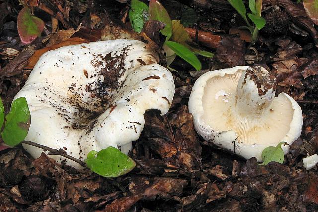 Lactarius vellereus - Hvidfiltet mælkehat