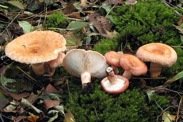 Lactarius torminosus - Skægget mælkehat