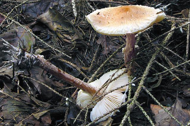 Lepiota magnispora - Gulfnugget parasolhat