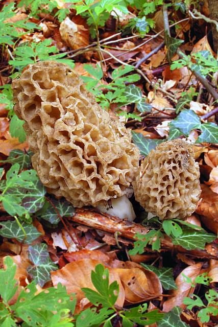 Morchella escunlenta - Spiselig morkel