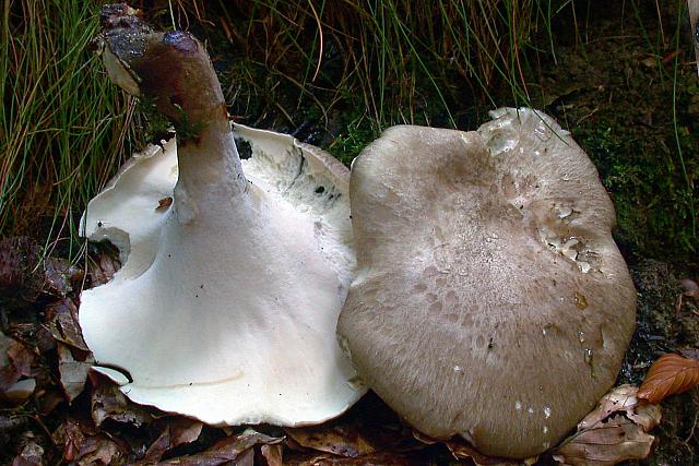 Polyporus melanopus - sortfodet stilkporesvamp