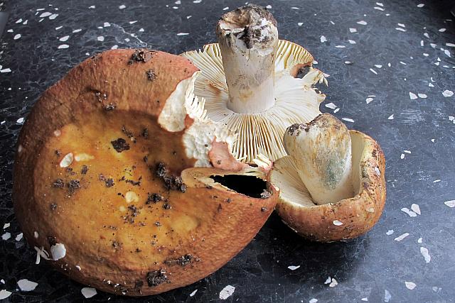 Russula faginea - Bøge -skørhat