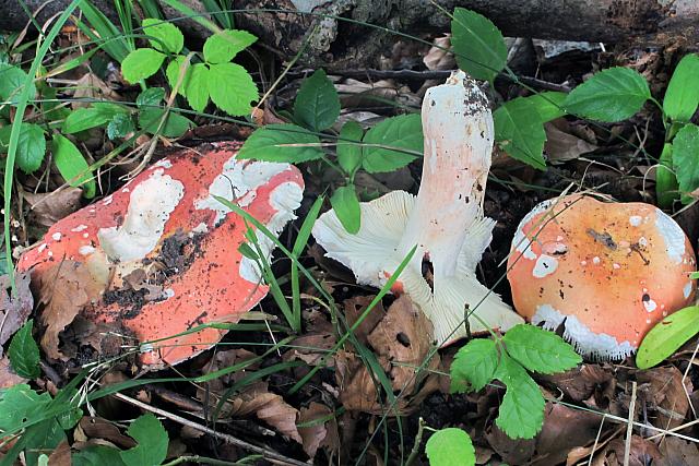 Russula rosea - Fastkødet skørhat