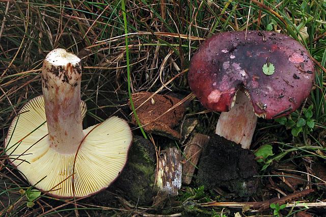 Russula sardonia - Citronbladet skørhat