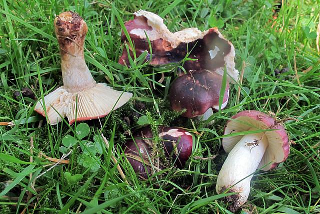 Russula undulata - Purpurbroget skørhat