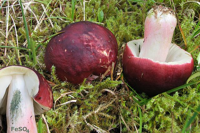 Russula xerampelina - Hummer-skørhat