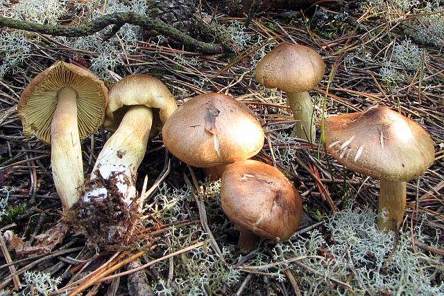 Tricholoma aestuans - Kegle-ridderhat