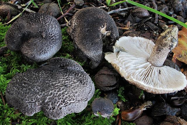 Tricholoma squarrulosum - Sortskællet ridderhat