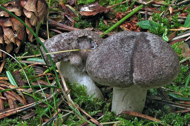 Tricholoma terreum - Jord-ridderhat