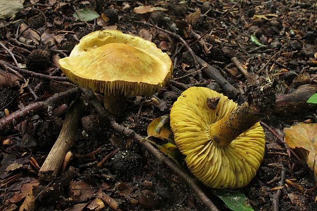 Tricholoma sulphureum . Svovl-ridderhat