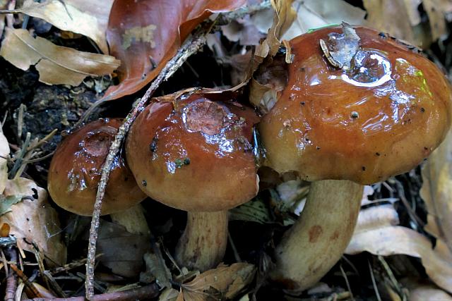 Tricholoma ustale - Sveden ridderhat