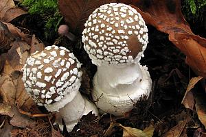 Amanita pantherina - Panter-fluesvamp