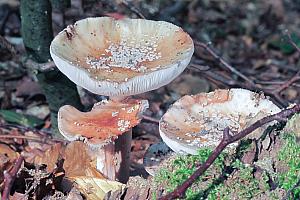 Amanita rubescens variations