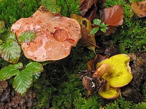 Aureoboletus gentilis - Guldrørhat'