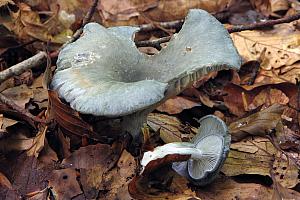 Clitocybe odora - Anis-tragthat