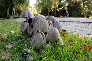 Coprinopsis atramentaria - Almindelig. Blækhat