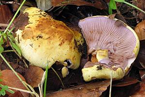 Cortinarius calochrous - Lillabladet Slørhat