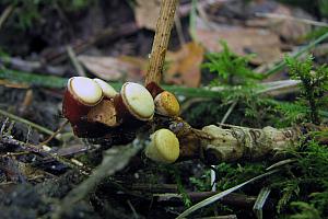 Cyathus, Crucibulum a.o, - Krukke- redesvamp mm.