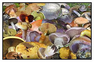 Cortinarius-collage