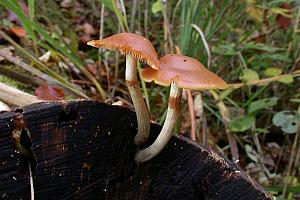 Galerina - Hjelmhat