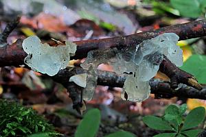 Heterobasidiomycetes - Bævresvampe mm.