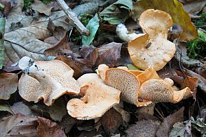 Hydnum rufescens - Rødgul pigsvamp