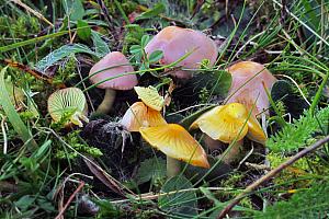 Hygrocybe psittacina - Papegøje-vokshat