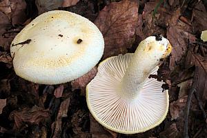 Hygrophorus chrysodon - Gulfnugget sneglehat