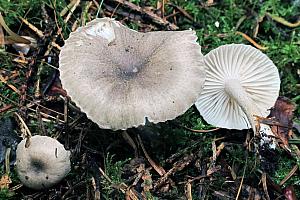 Hygrophorus pustulatus - Mørkprikket sneglehat