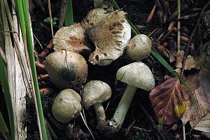 Inocybe corydalina - Grønpuklet slørhat