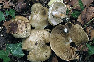 Inocybe corydalina - Grønpuklet slørhat