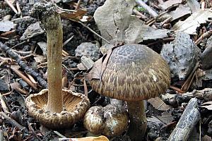 Inocybe corydalina - Grønpuklet slørhat