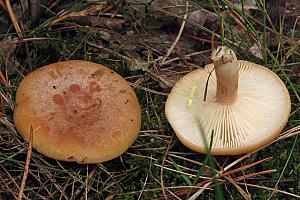 Lactarius chrysorrheus - Svovlmælket mælkehat