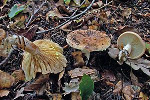 Lactarius chrysorrheus - Svovlmælket mælkehat