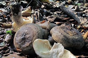 Lactarius fluens - Lysrandet mælkehat