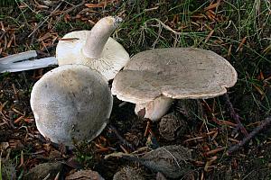 Lactarius fluens - Lysrandet mælkehat