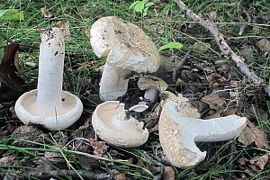 Lactarius glaucescens - Grønplettet mælkehat