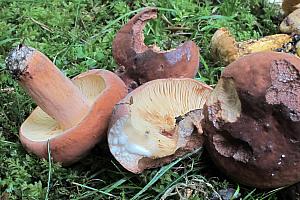 Lactarius volemus  - Spiselig mælkehat