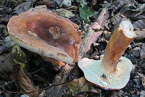 Lactarius volemus - Spiselig mælkehat