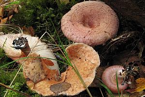 Lactarius torminosus - Skægget mælkehat