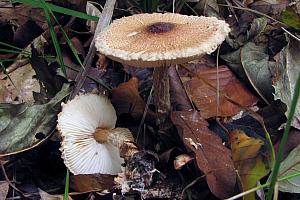 Lepiota magnispora - Gulfnugget parasolhat