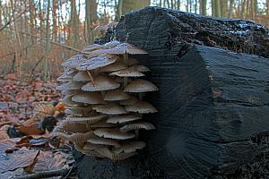 Mycena inclinata - Nikkende huesvamp