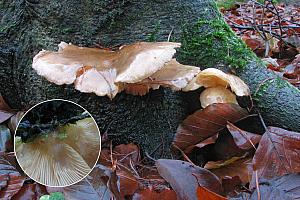 Pleurotus a. o. with gills on wood / Østershat og andre lamelsvampe på træ